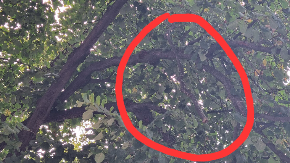 Опасно дърво