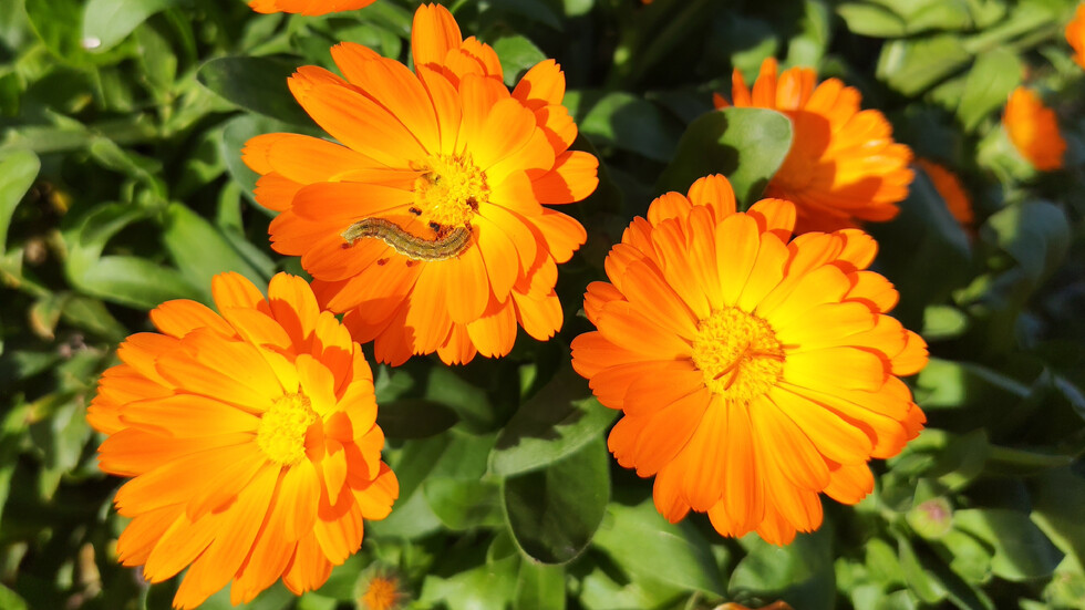 Разходка през сиромашкото лято