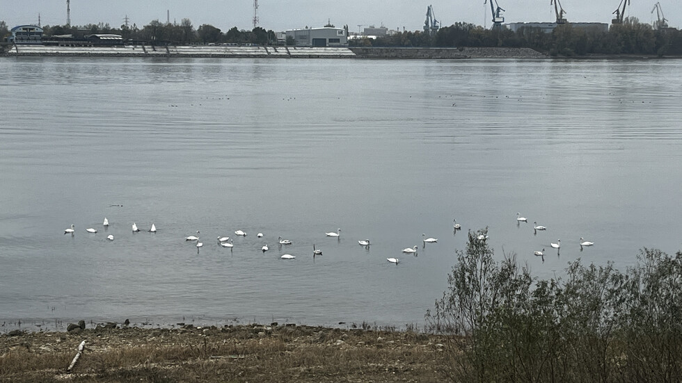 Лебеди в Дунав край Русе