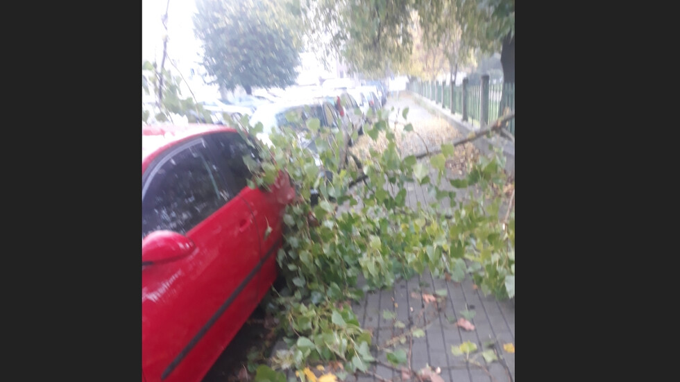 Паднали клони от дървета в двора на училище във Варна