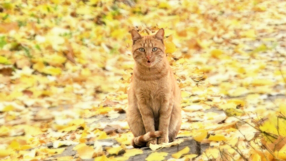 Котките и есента