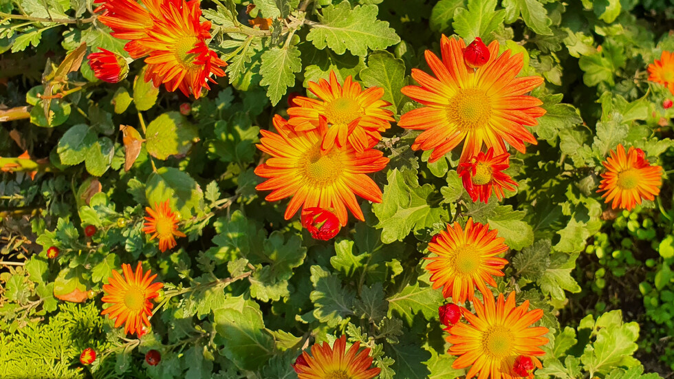 Есенна палитра