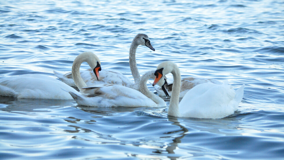 Лебеди в Бургас