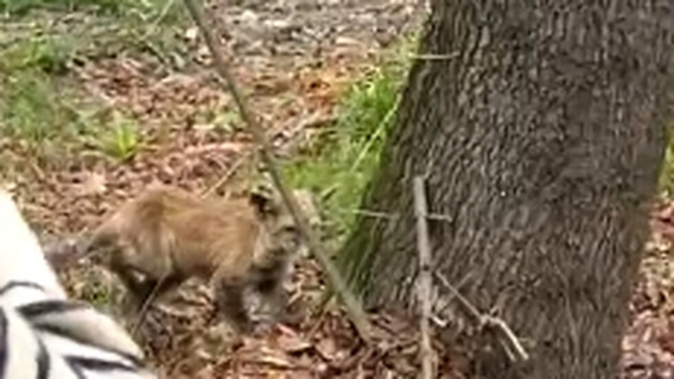 Лисица в столична гимназия