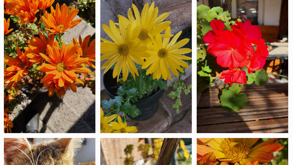 Есен 🍂🍁🏵🐈