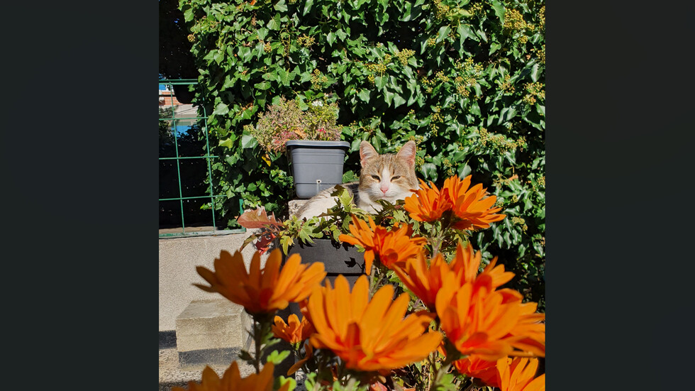 Есенни усмивки 🙂🐈🍁🍂🏵