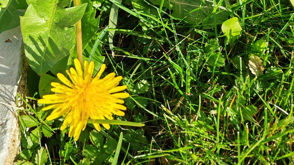 Последните глухарчета