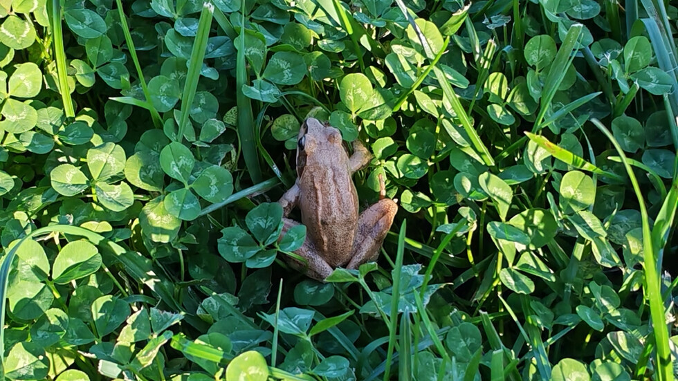 Жаба в парка