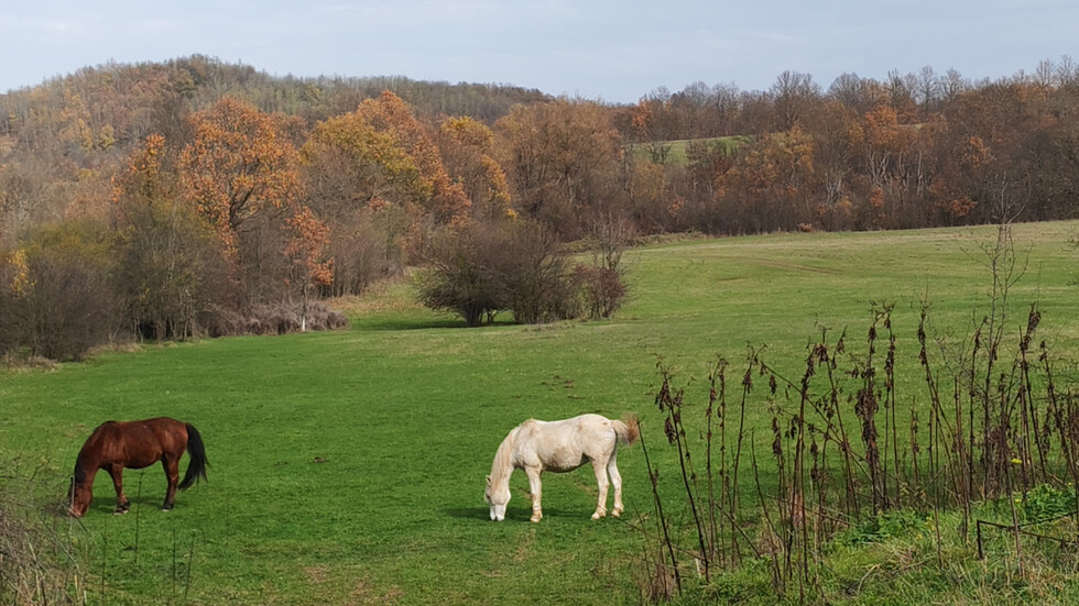 Коне на есенна паша