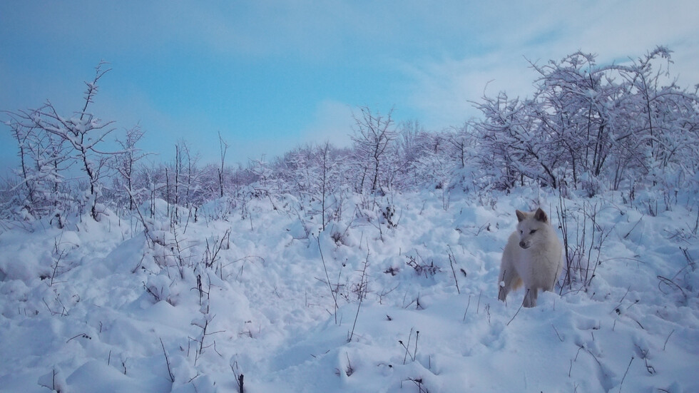 Албинос чакал- снежна приказка