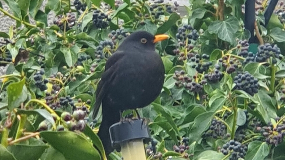 Тръгнал кос...