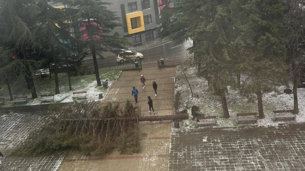 Паднало дърво