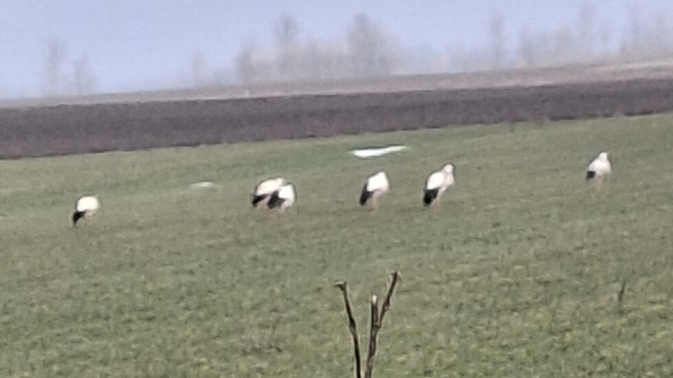 Щъркели на 1 март