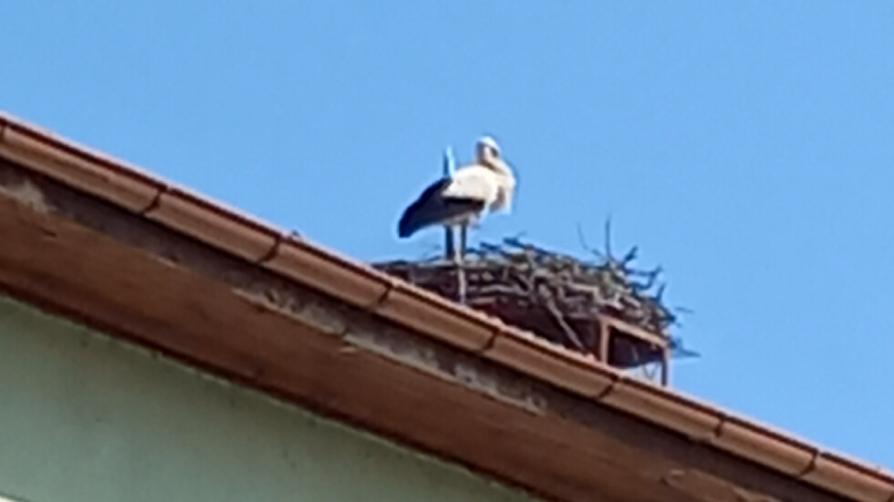 Щъркелите вече са тук