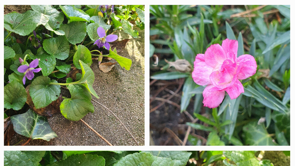 Пролетта настъпва!🙂🌼🍀