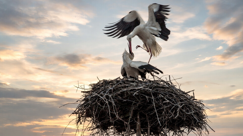 Щъркели по залез