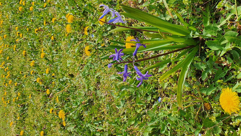 Красотата на пролетта !!!