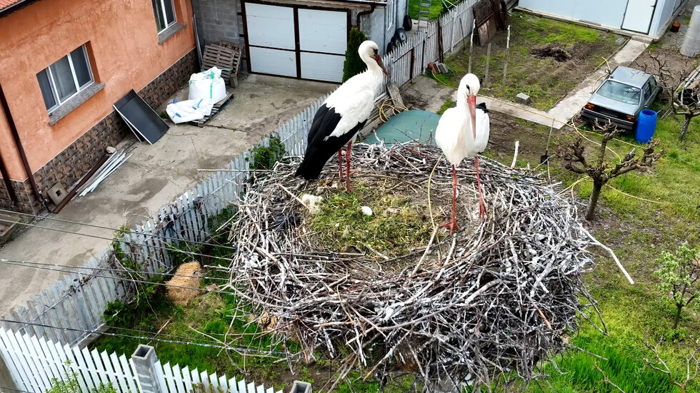 Двойка щъркели с яйце