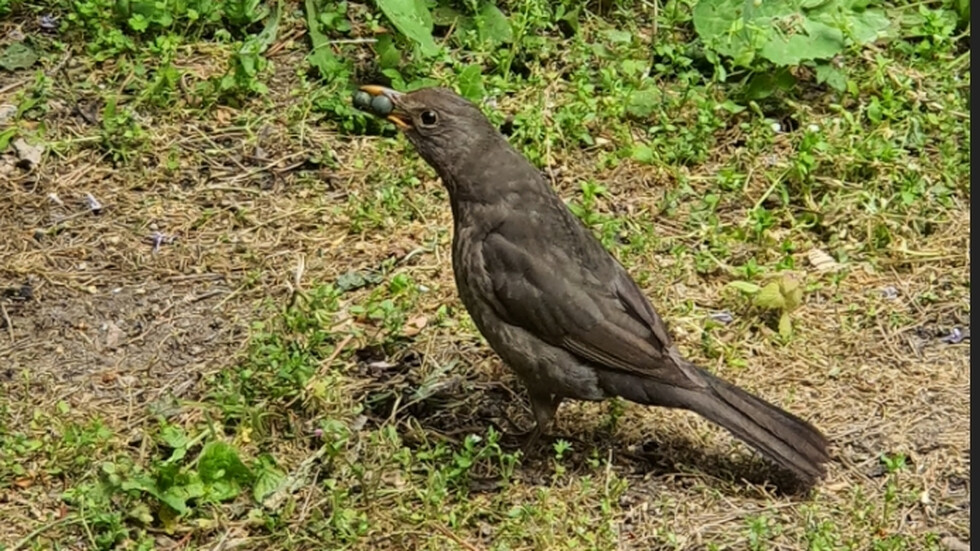 Две зрънца...