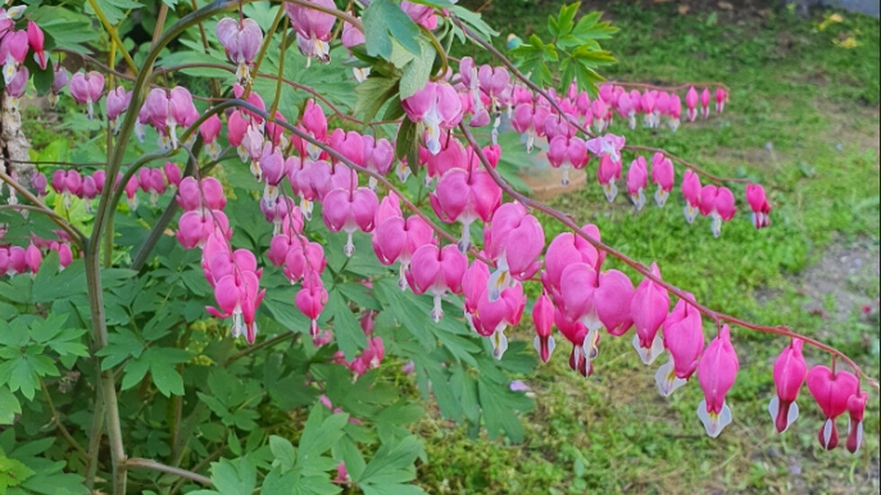 Розови сърца