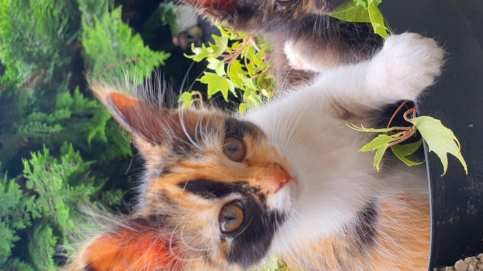 "Цветя" в саксия...🐈🐈‍⬛🌼🌷