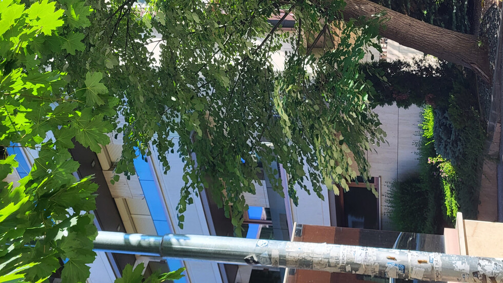 Опасно дърво