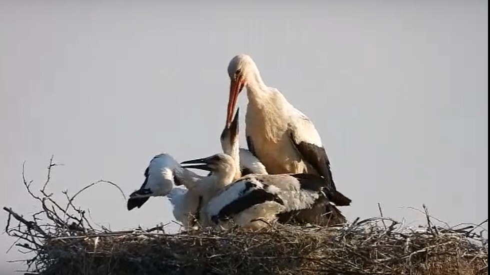В летния зной – щъркел пои и разхлажда с вода малките си