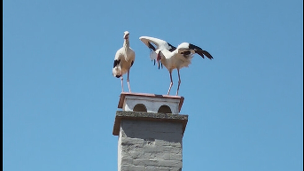 Щъркели в Черноморец
