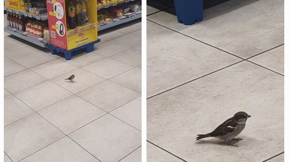 Врабче на пазар....🐤👜