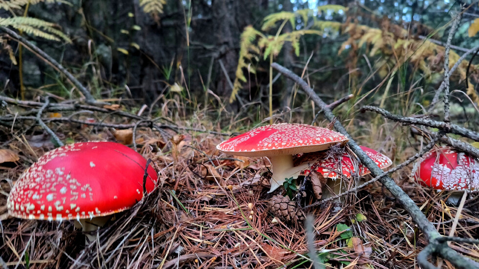 Червена мухоморка