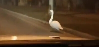 Лебед се разхожда по улица в Русе