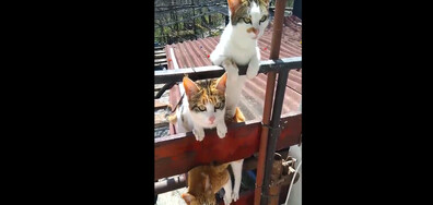 Пеещи котета