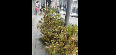 Паднали дървета в центъра на София