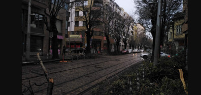 Паднали дървета в София