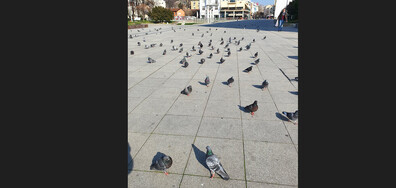 Пловдивски гълъби...🕊