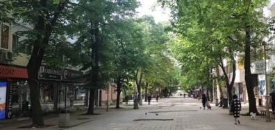 Поголовна сеч на десетки здрави дървета в Добрич