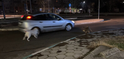 Глутница от кучета в Хасково