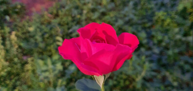 Нощна роза🌹🌙
