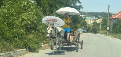 Любовта към животните