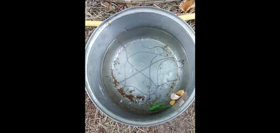 Червеи във водата