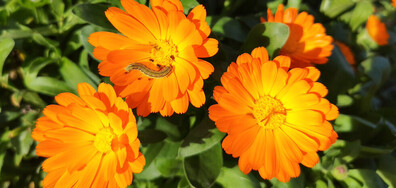 Разходка през сиромашкото лято