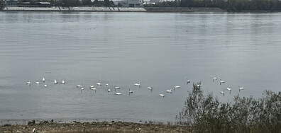 Лебеди в Дунав край Русе