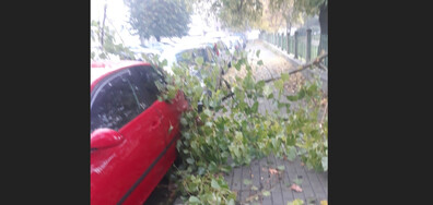 Паднали клони от дървета в двора на училище във Варна