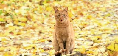 Котките и есента