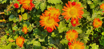 Есенна палитра