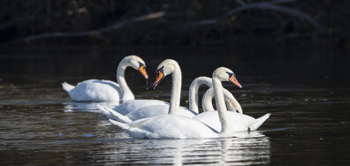Златна есен
