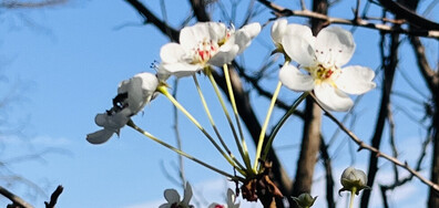 Ноемврийска пролет в Бургас