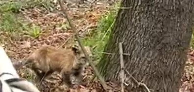 Лисица в столична гимназия