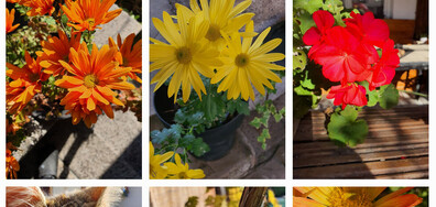 Есен 🍂🍁🏵🐈