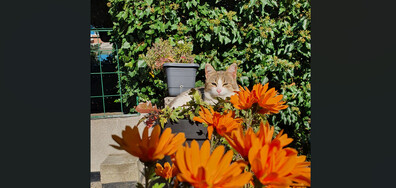 Есенни усмивки 🙂🐈🍁🍂🏵